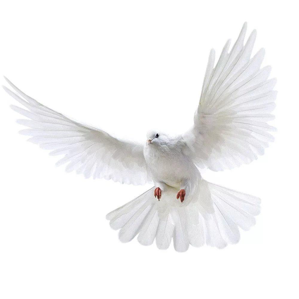 Stiker dinding merpati perdama - Interior Design Magazine ulasan dan harga